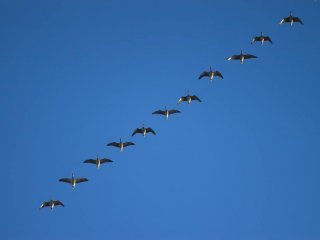 Lokkekalds eftermiddag den 25. august med DK-WAI